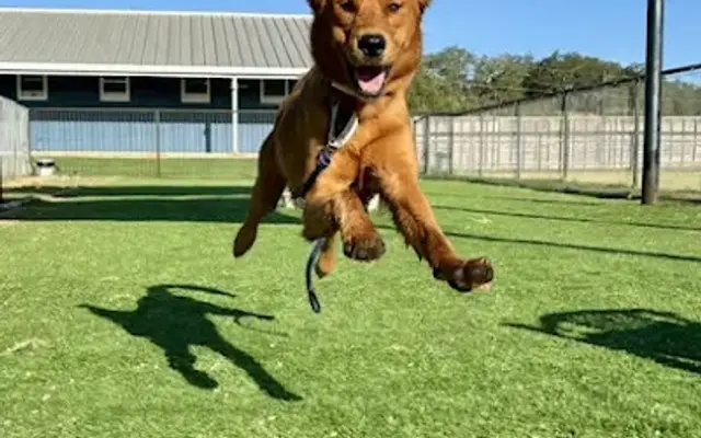 Jumping Jack Dog Ranch in Manchaca, TX