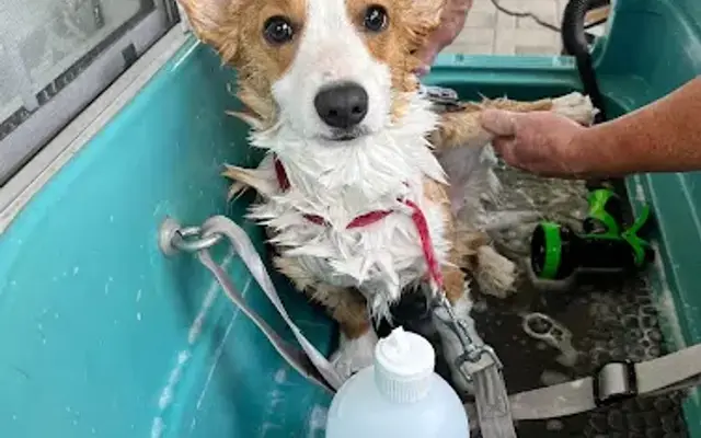 PawsNSuds Mobile Dog Spa in Phoenix, AZ