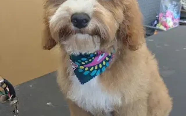 Pet Supplies Plus Katy East Grooming in Katy, TX