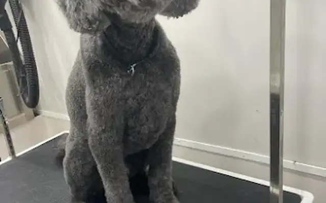 Vice Pet Grooming mobile in Weston, FL
