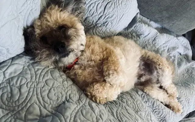 Rupert Dog Grooming in Tacoma, WA