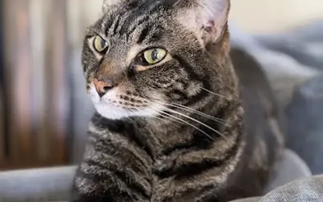 Indian Hills Animal Hospital in Murfreesboro, TN