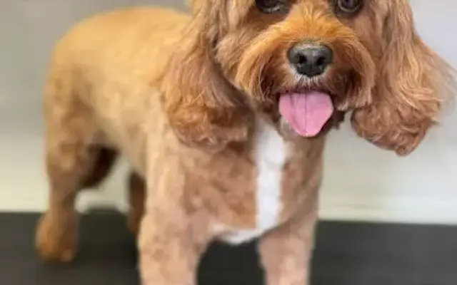 Mobe Grooming in San Francisco, CA