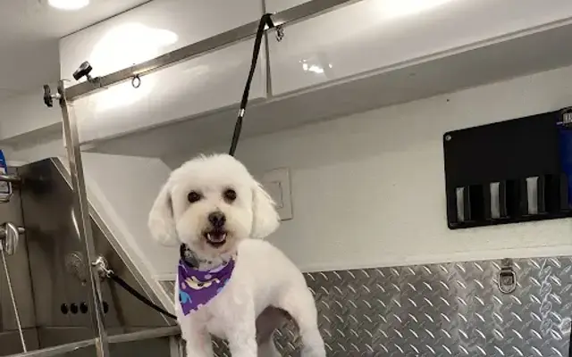 RobertDogGroomingService in Hialeah Gardens, FL