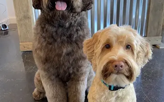 Bark Avenue Pet Grooming in Dacula, GA