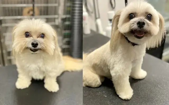 Good Dogs Pet Grooming in Baytown, TX