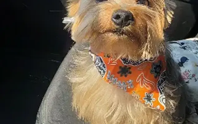 Dan and Cindy's Pet Salon in Burkburnett, TX