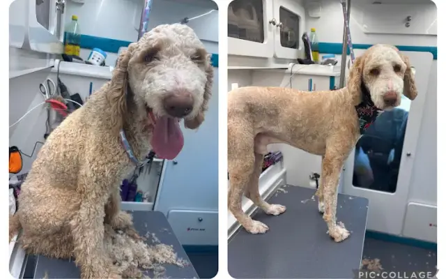 Dashing Dogs Mobile Grooming in Lubbock, TX