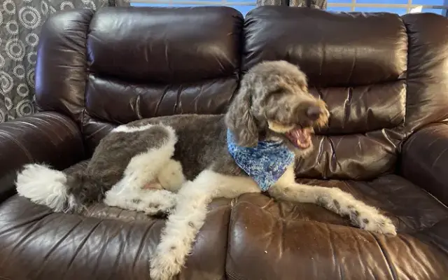 Bubbles N Bark Dog Grooming in Louisville, OH