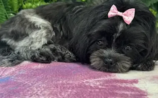 Love & Pooches Mobile Dog Grooming in Loxahatchee, FL
