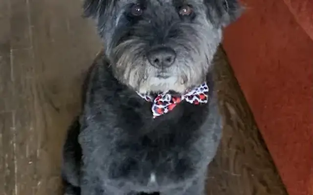 Dashing Doggy Mobile Grooming in Lakewood, CO