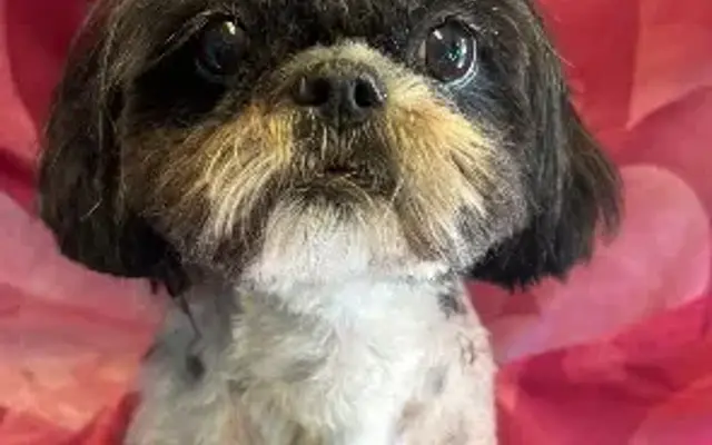 Small Town Paws in Marengo, IA