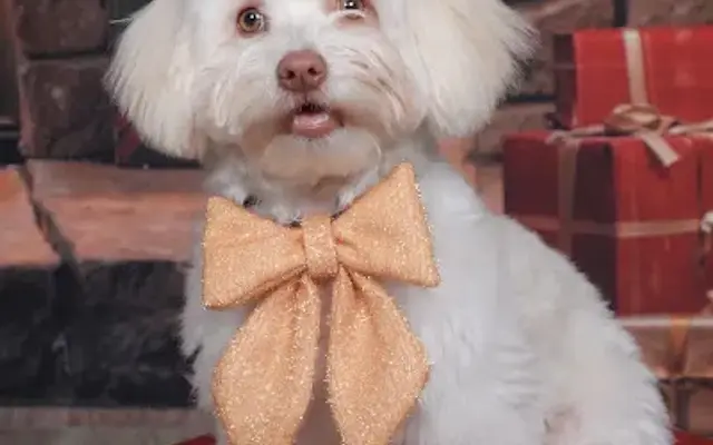 Dogs City Luxury Pet Grooming in Ocoee, FL