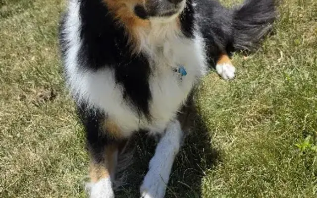 Londons Fluff & Fur Mobile Salon in Weyauwega, WI
