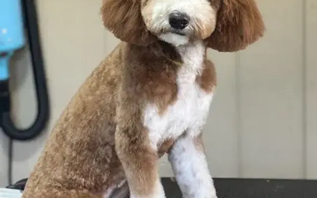 Doggy Stylez Pet Parlor in Pilot Mountain, NC