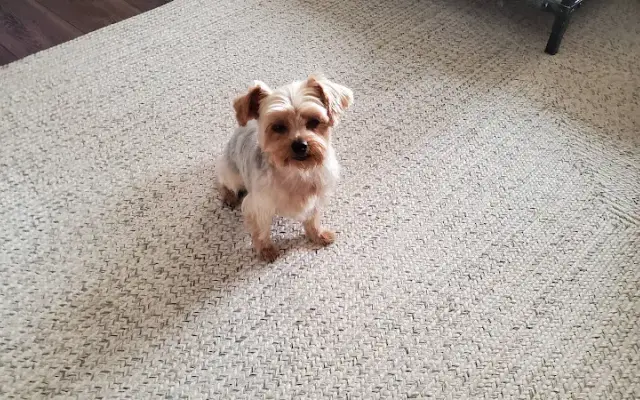 All Animal Grooming & Pet Supply in Redding, CA