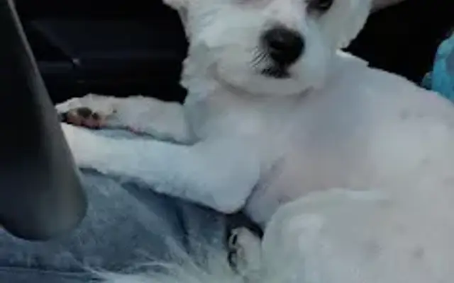 Mary's TLC Pet Grooming in Waldorf, MD
