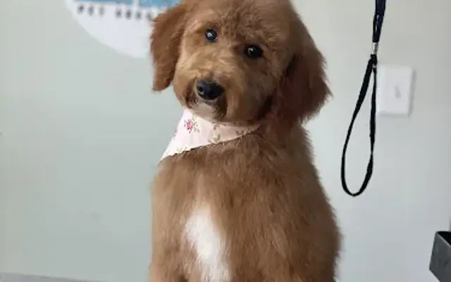 Ashley’s Loving Touch Pet Grooming in Talladega, AL