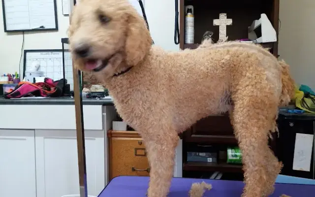 Rock Islands Pampered Pooch Grooming in Rock Island, TN