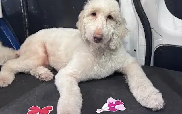 Pixies Pampered Pooches in Spring Hill, FL