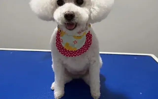 Cutie Pie Grooming , LLC in Clayton, NC
