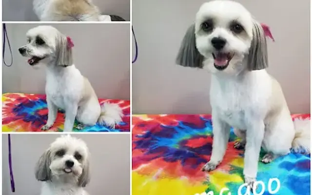 Shaggy Pooch Salon in Edmond, OK