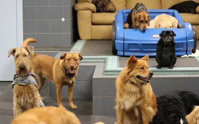 Roaring Brook Kennels in Canton, CT