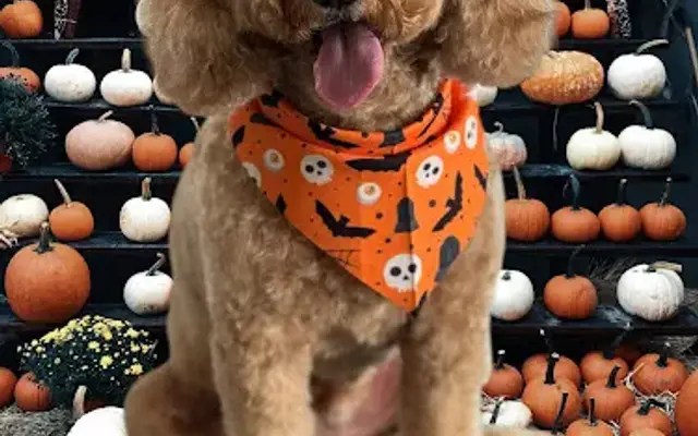 Love For Paws Grooming, LLC in Perris, CA