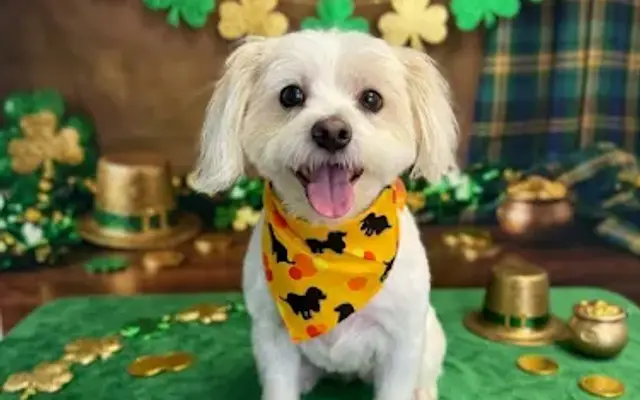The Bark-N-Shine Grooming Salon in Troutman, NC