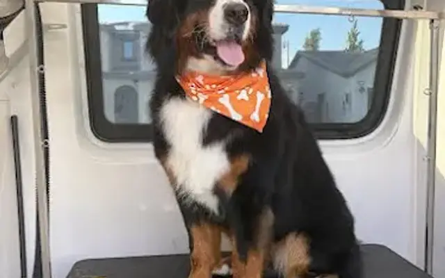 Preferred Mobile Pet Grooming in Ontario, CA