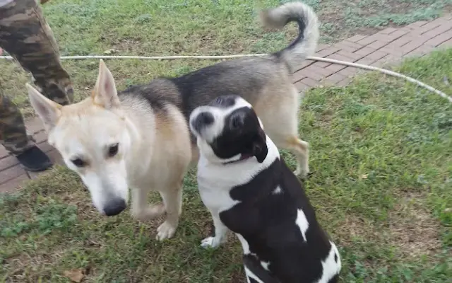 Green Acres Pet Ranch in Austin, TX