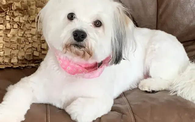 Aunt Julie's House - Pet Salon & Spa in Clinton, MI