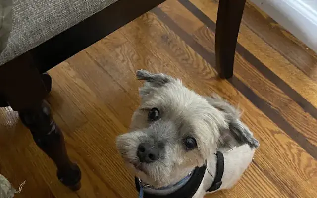 Master Pups in Flushing, NY