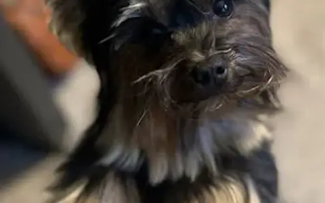 Tail Waggers Dog Grooming in Heber Springs, AR