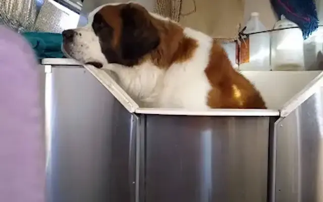 Chloes Pet Spa in Highlands Ranch, CO
