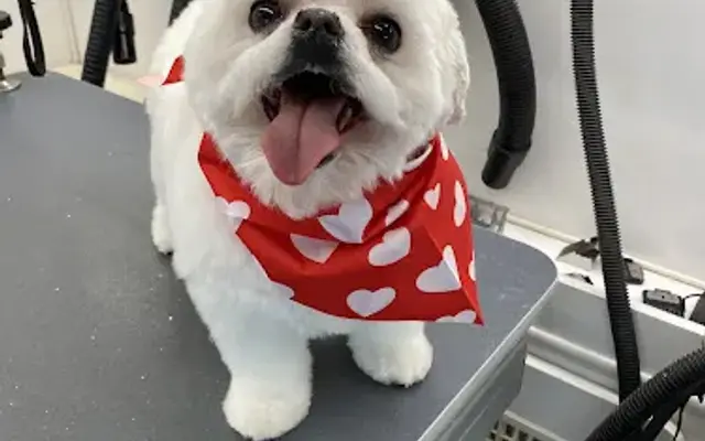 Pet X-Press Mobile Grooming in Jefferson, MA