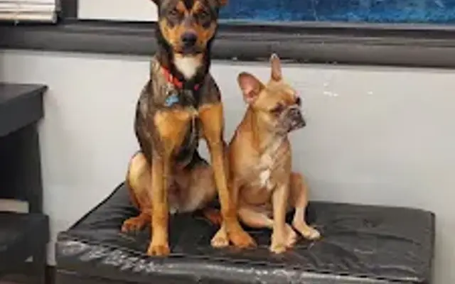 D.O.G. and Friends LLC. in Milan, IL
