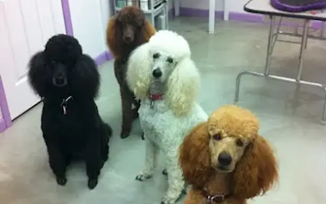 Adorable Dog Grooming in Hillsboro, MO