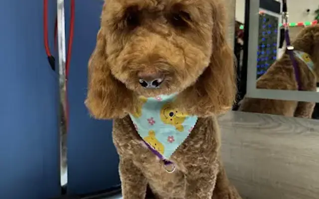 downey dog gromming salon in Downey, CA