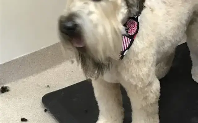Amber Paws Pet Grooming in Spring Park, MN