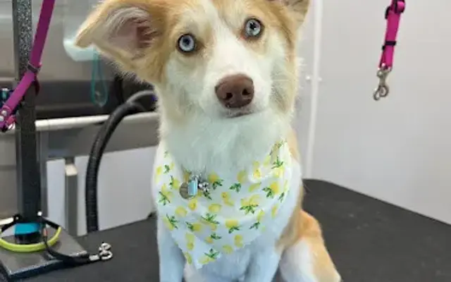 Profound Hound Mobile Grooming in Newbury Park, CA