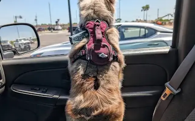 PetSmart Grooming in Donna, TX