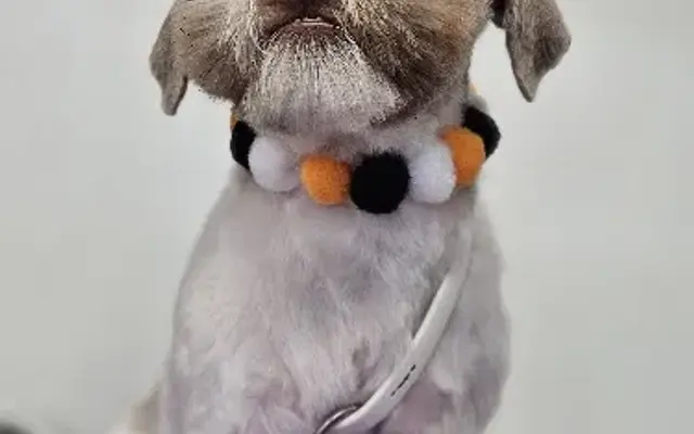 Pawsitive Evolution Pet Spa in Winter Park, FL