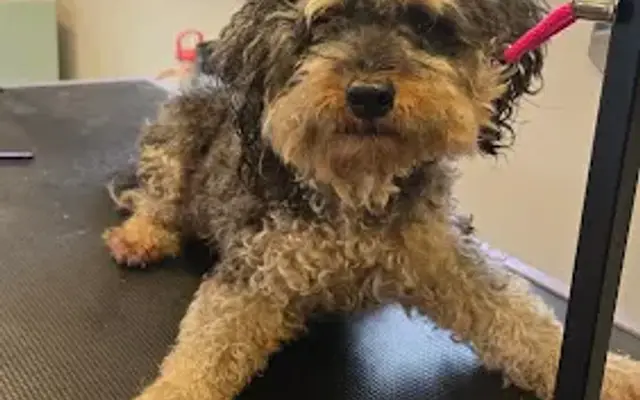 Lala's Casa Grooming & Boarding in Naples, FL
