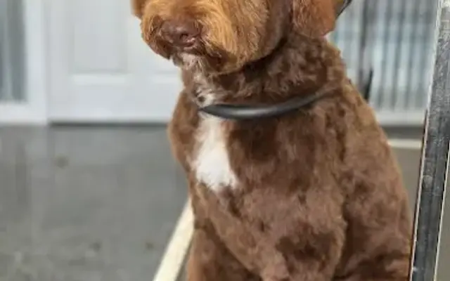 April's Pet Grooming in Red Oak, TX