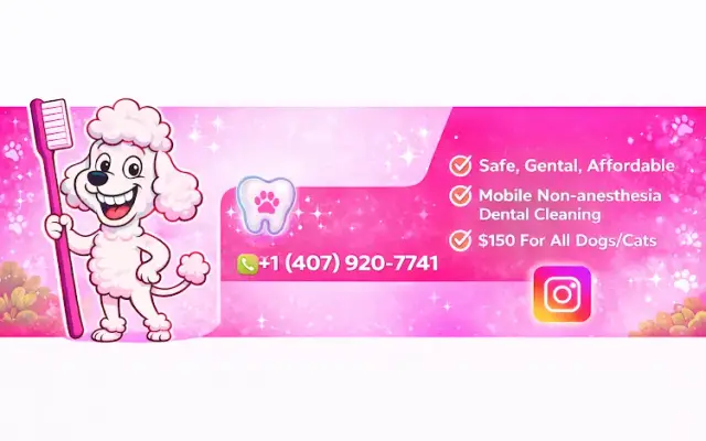 Best Pet Dental in St Cloud, FL
