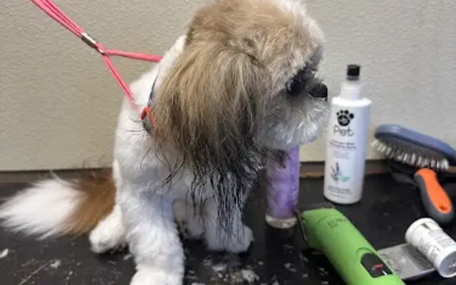 Kay's Grooming in Humansville, MO