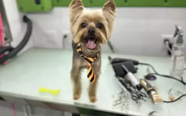 Little Princess grooming in Miami, FL