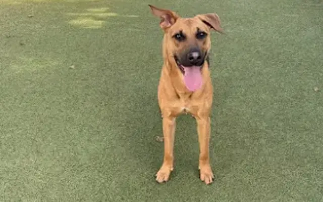 Alpha Pet Resort in Culpeper, VA