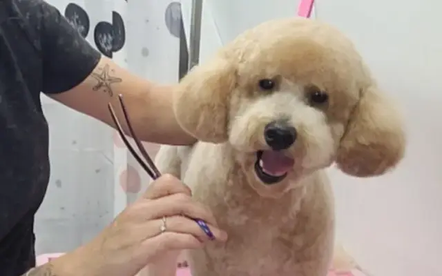 Soothing Paws Mobile Grooming LLC in Palm City, FL